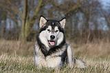 ALASKAN MALAMUTE 763